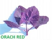 ORACH RED MINI